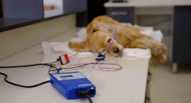 16 yaşındaki Amerikan Cocker cinsi köpeğe işitme testi yapıldı
