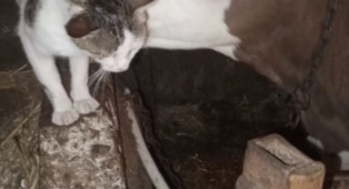 Bağlı olan arkadaşı buzağıyı sürekli ziyaret eden kedinin halleri gülümsetti
