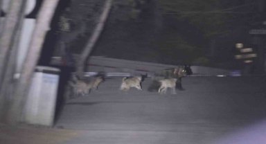 Başıboş köpeklerin ayıya saldırdığı anlar kamerada