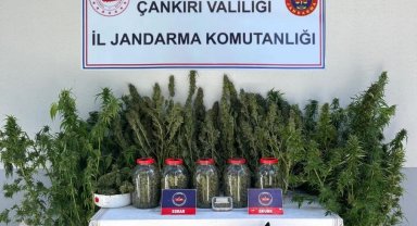 Çankırı'da uyuşturucu operasyonu: 1 gözaltı