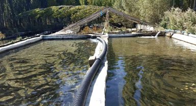 Deniz olmayan Sivas'ta balık sağımı başladı