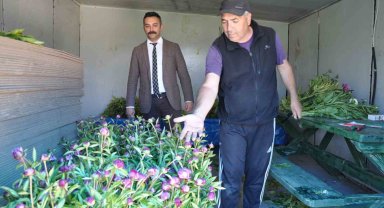 Hollanda değil Sivas: Sivas'ta üretilen şakayıklar dünya pazarına aday