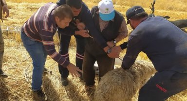 Hüyük'te koyun kurtarma operasyonu