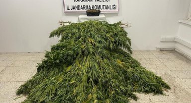 Jandarmadan kenevir ve esrar operasyonu