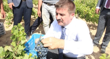 Karaman’da coğrafi işaretli kara elmasın hasadı başladı 