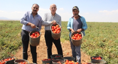 Karaman’da salçalık domates ve biber hasadı başladı