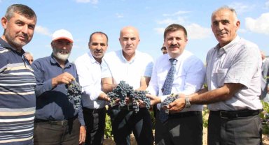 Karaman'da coğrafi işaretli kara elmasın hasadı başladı