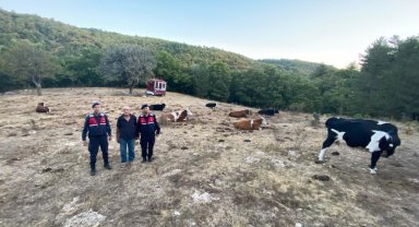 Kayıp 15 büyükbaş jandarma tarafından sahiplerine teslim edildi