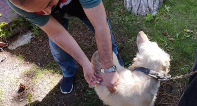 Kuduz hastalığına karşı Eskişehir'de 11 bin kedi ve köpek aşılandı