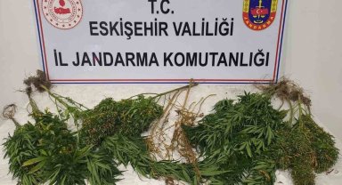 Ormanlık alanda kenevir yetiştiren şahıslar hakkında işlem başlatıldı