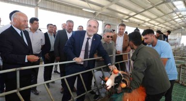Rengarenk boyandılar, koyunların arasına salındılar