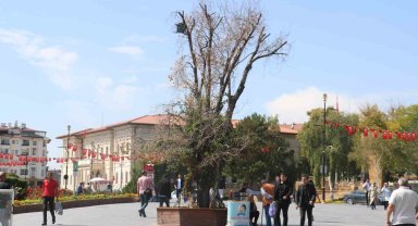 Sivas'ın sembolü 'Tek Ağaç' kurudu