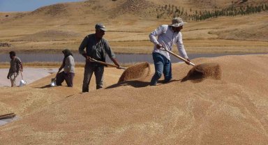 TMO Yozgat genelinde 800 bin ton hububat alımı gerçekleştirdi