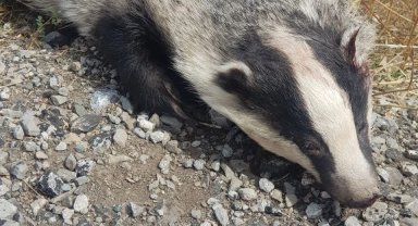 Türkiye'de nadir görülüyordu, ölüsü bulundu