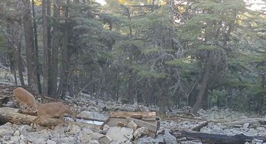 Yaban hayvanlarının su ihtiyacı yalaklarla gideriliyor