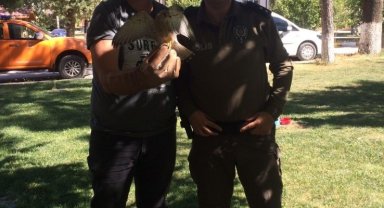 Yaralı atmaca tedavi altına alındı