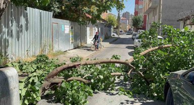 Yola devrilen ağaç korkuttu