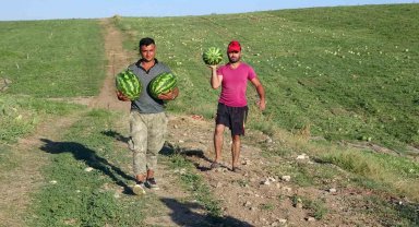 Yozgat'ta kavun ve karpuz hasadı sürüyor