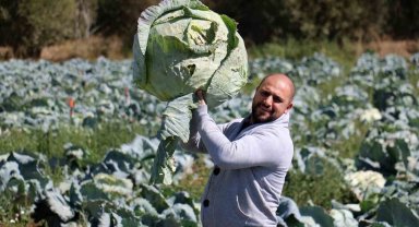 Ata tohumundan üretilen dev lahanaların hasadı başladı