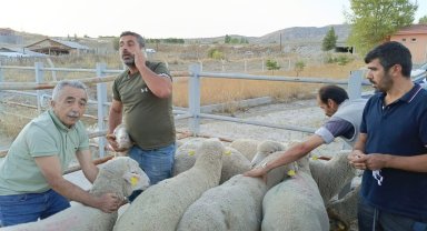 Çankırı'da üreticilere merinos koç dağıtıldı