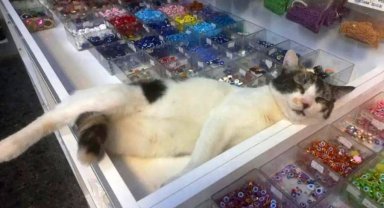 Eskişehir'de çarşı içindeki dükkanda beslenen kedilerin zehirlenerek öldürüldüğü iddia edildi