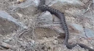 Kış uykusuna yatmak için yuva arayan yılan Eskişehir'de görüntülendi