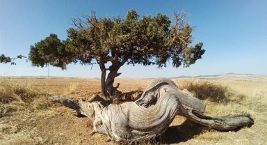 Kökü gövdesi kadar kalın bir asırlık ardıç dikkat çekti
