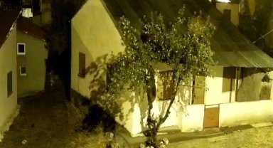 Sivas'ta aç kalan ayılar köyde tırmandıkları ağaçta meyve yedi