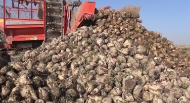 Tahıl ambarı Konya'da 7 milyon ton pancar rekolte beklentisi