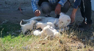 Annesiz kalan yavruları başka bir Akbaş cinsi köpek sahiplendi