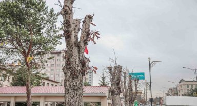 Belediyeden ağaç kesen müdürlük hakkında suç duyurusu