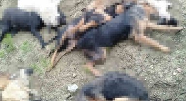Bilecik'te öldürülen sokak köpekleri ile ilgili 4 kişi gözaltına alındı