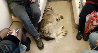 Dışarıda üşüyen köpek tramvaya sığındı