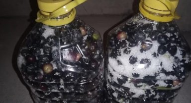 Eskişehir'de zeytin rekoltesi düştü
