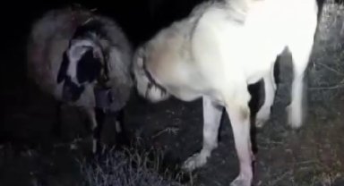 Kangal vefası ile hayret ettirdi