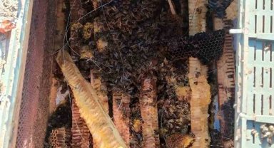 Köye inen ayılar arı kovanlarını parçaladı