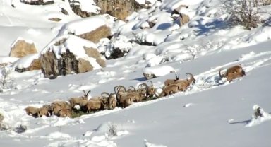 Niğde'de yaban hayvanları için doğaya yem bırakıldı