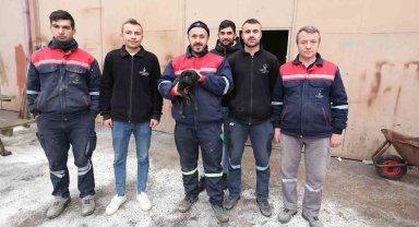 Sokak köpeklerinin yaraladığı köpek belediyenin maskotu oldu