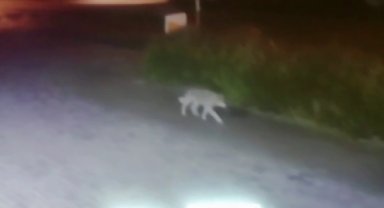 Aç kalan kurt şehre indi, o anlar kameraya yansıdı
