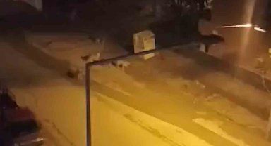 Başıboş köpekler çocuğa korku dolu anlar yaşattı: Kamyonetin kasasına saklanarak kurtuldu