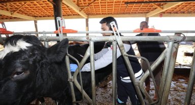 Bu projeyle buzağı ölümleri azalacak
