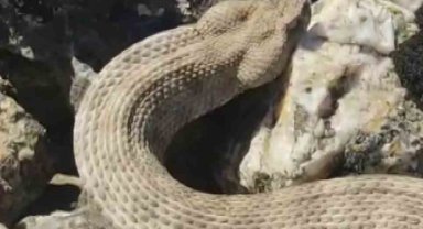 Dünyanın en zehirli yılanını kedi sever gibi sevdi