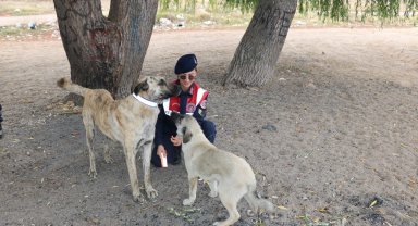 Jandarma ekipleri sahipsiz köpeklere reflektörlü tasma takıyor
