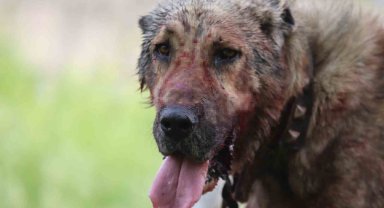 Kasıtlı tahrik edilen köpek 'silahla tehdit' suçu oluşturuyor