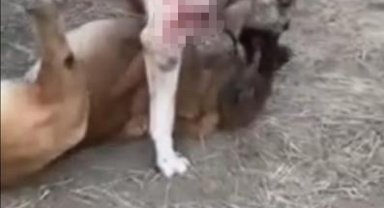 Köpekleri öldüresiye dövüştürdüler