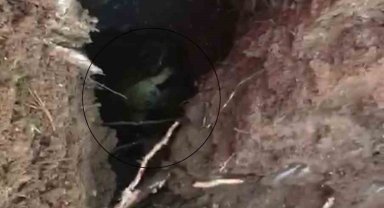 Kuyuya düşen yavru köpek kurtarıldı
