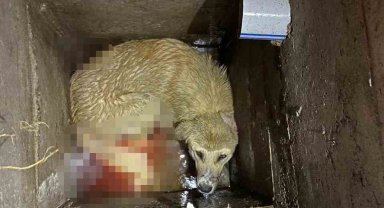 Niğde'de kuyuya düşen köpeği itfaiye ekipleri kurtardı