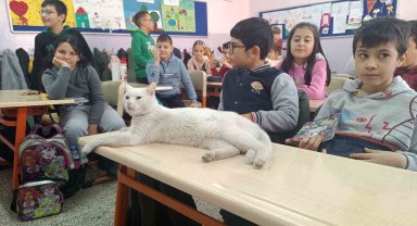 Okullu kedi Çakıl 6 yıldır öğrencilerle birlikte derslere giriyor