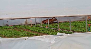 Roka serasına giren geyik hem karnını doyurdu hem dinlendi