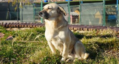 Türkiye'nin 'başıboş köpek' sorununa çözüm önerisi: "'Köpek köyü' kurulsun"